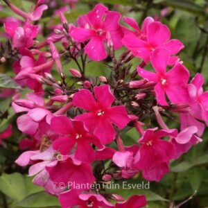 Phlox 'Sweet Summer Wine'