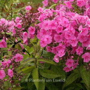 Phlox amplifolia 'Winnetou'