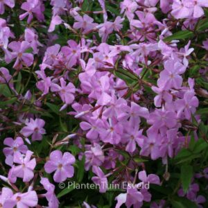 Phlox divaricata 'Clouds of Perfume'
