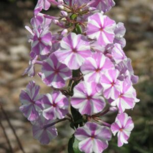 Phlox maculata 'Natascha'