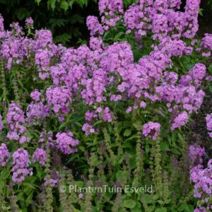 Phlox maculata 'Rosalinde'
