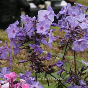Phlox paniculata 'Blue Paradise'
