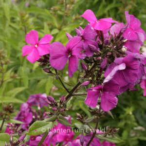 Phlox paniculata 'Duesterlohe'