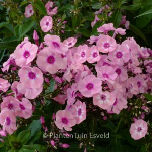 Phlox paniculata 'Larissa'