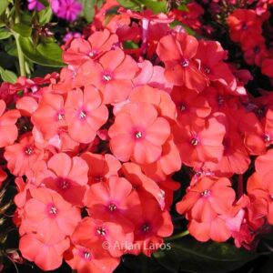 Phlox paniculata 'Orange Perfection'