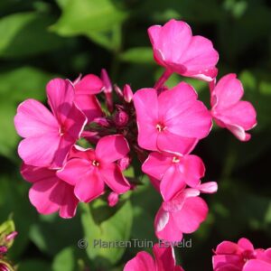 Phlox paniculata 'Tenor'