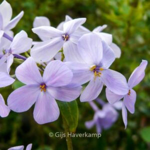 Phlox stolonifera 'Blue Ridge'