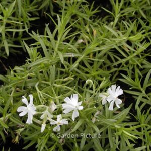 Phlox subulata 'Calvides White'