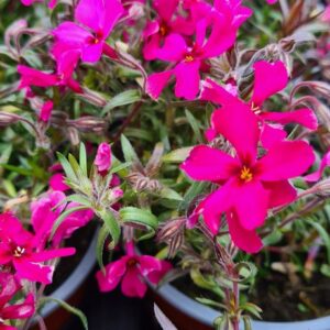 Phlox subulata 'Scarlet Flame'