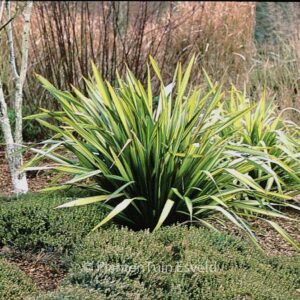 Phormium 'Apricot Queen'