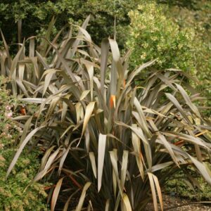 Phormium 'Evening Glow'