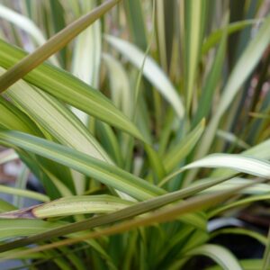 Phormium 'Gold Sword'