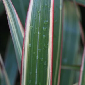 Phormium cookianum 'Tricolor'