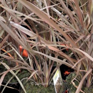 Phormium tenax 'Bronze Baby'