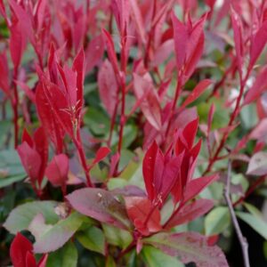 Photinia fraseri 'Carre Rouge'