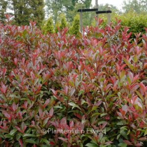Photinia fraseri 'Little Red Robin'