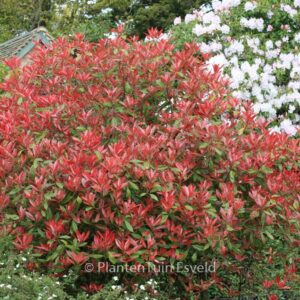 Photinia fraseri 'Red Robin'