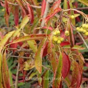 Photinia niitakayamensis