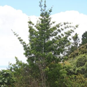 Phyllocladus trichomanoides