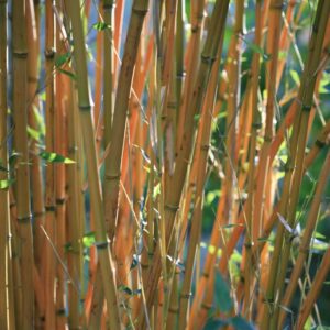 Phyllostachys aureosulcata 'Aureocaulis'