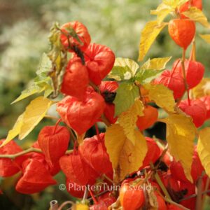 Physalis alkekengi franchetii