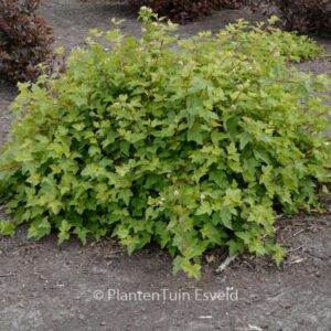 Physocarpus capitatus 'Tilden Park'