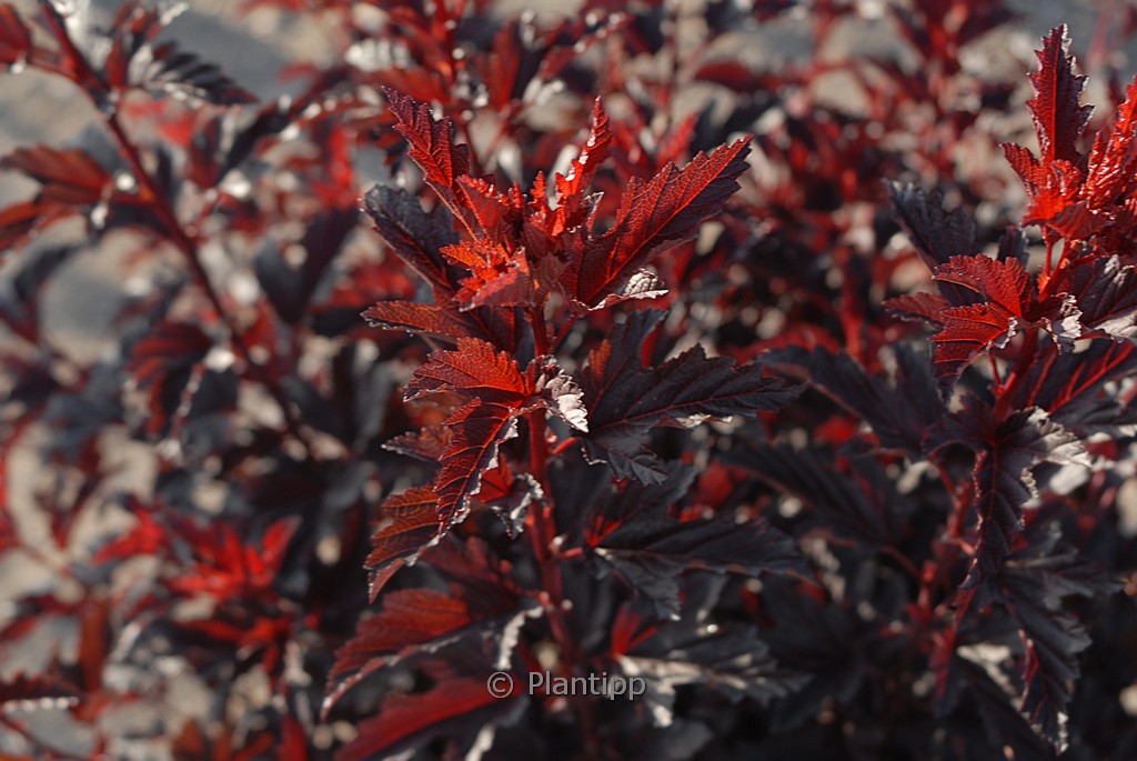 Physocarpus opulifolius 'All Black'