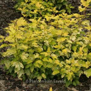 Physocarpus opulifolius 'Annys Gold'