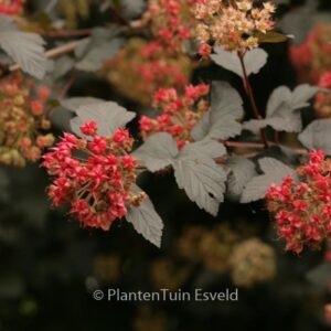 Physocarpus opulifolius 'Diabolo'