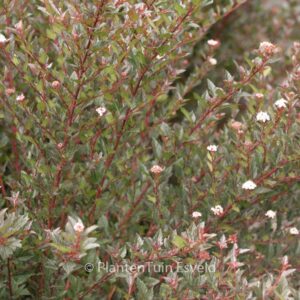 Physocarpus opulifolius 'Donna May' (LITTLE DEVIL)
