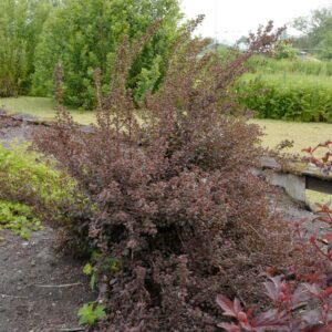 Physocarpus opulifolius 'Hoogi021' (LITTLE JOKER)