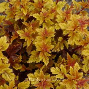 Physocarpus opulifolius 'Hooi016' (LITTLE ANGEL)