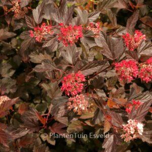 Physocarpus opulifolius 'Mindia' (DIABLE D'OR)