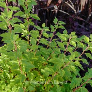 Physocarpus opulifolius 'Raspberry Lemonade'
