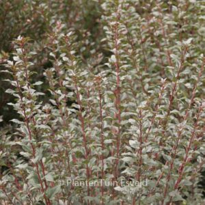 Physocarpus opulifolius 'Smpotw' (TINY WINE)