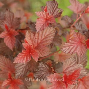 Physocarpus opulifolius 'Tuilad' (LADY IN RED)