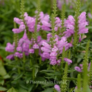 Physostegia virginiana 'Vivid'