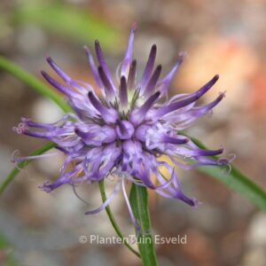 Phyteuma scheuchzeri