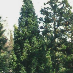 Picea abies 'Cupressina'