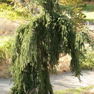 Picea abies 'Inversa'