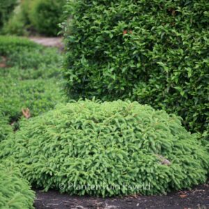 Picea abies 'Repens'
