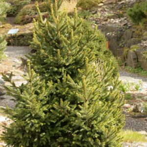Picea abies 'Will's Zwerg'