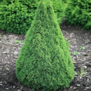 Picea glauca 'Zuckerhut'
