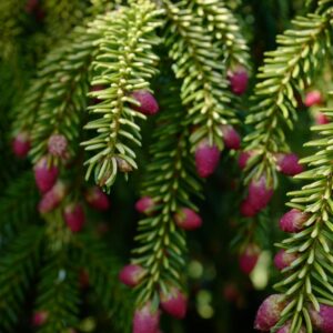 Picea orientalis 'Aureospicata'