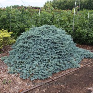 Picea pungens 'Karpaten'