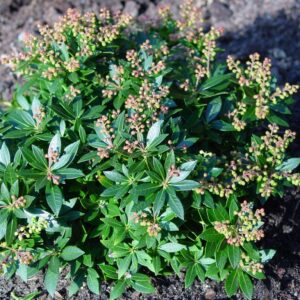 Pieris japonica 'Erik'