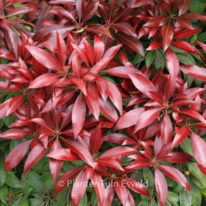 Pieris japonica 'Katsura'