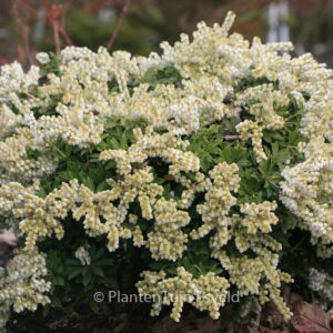 Pieris japonica 'Sarabande'
