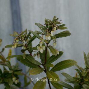 Pieris phillyreofolia