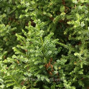 Pilgerodendron uviferum